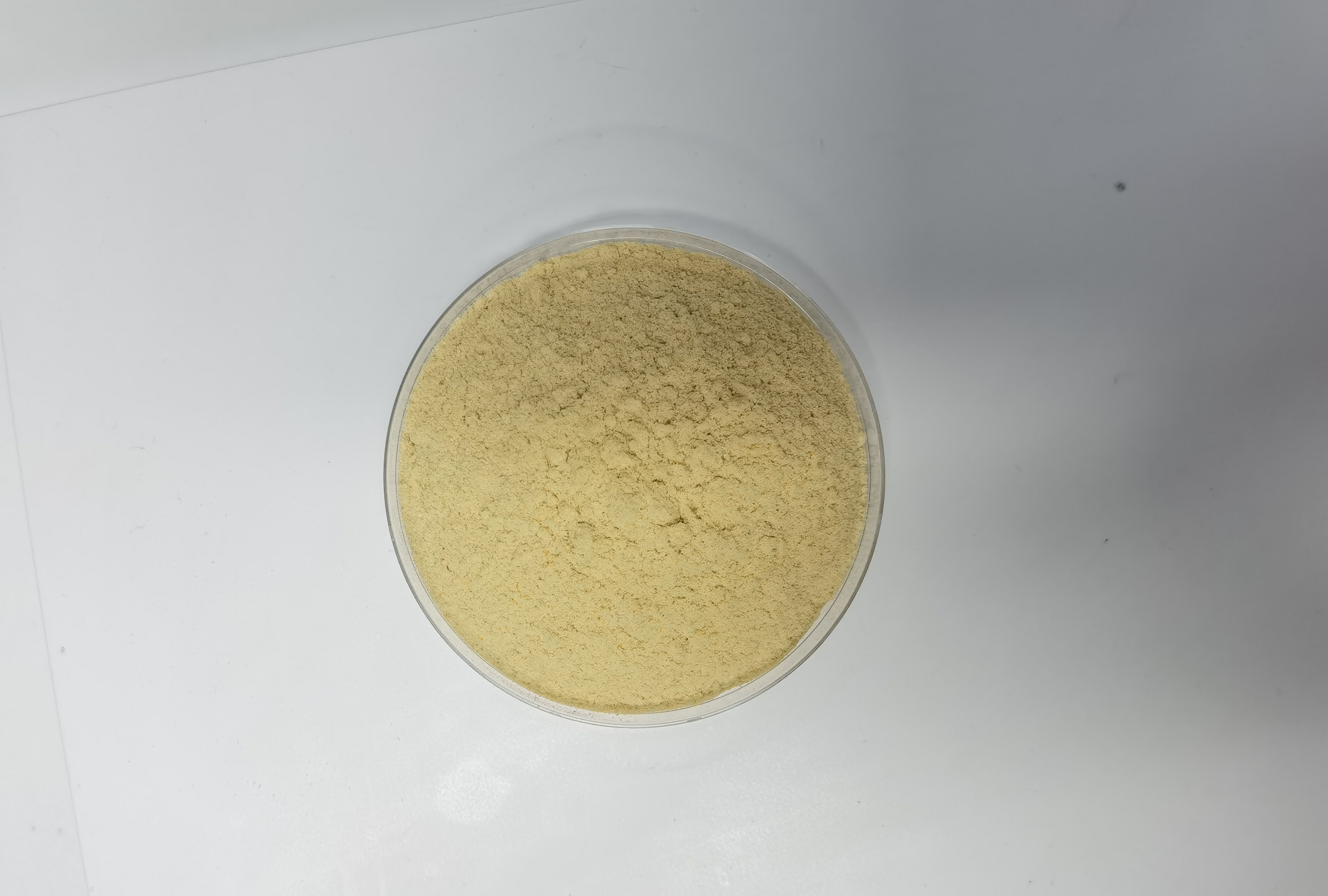 Lycotique 白番茄粉实拍